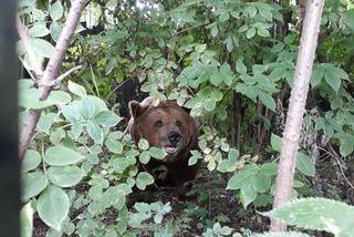 Niedźwiedzica Tatra przeprowadziła się! Spędzi emeryturę na nowym wybiegu