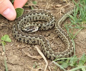 Ukąszenie przez żmiję - pierwsza pomoc. Co robić, gdy ugryzie żmija?