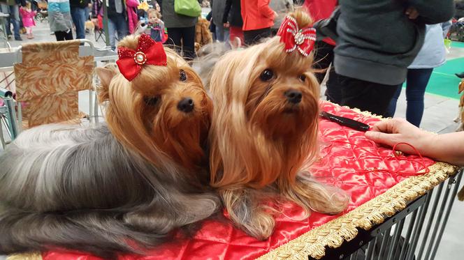 Międzynarodowa Wystawa Psów Rasowych w Bydgoszczy