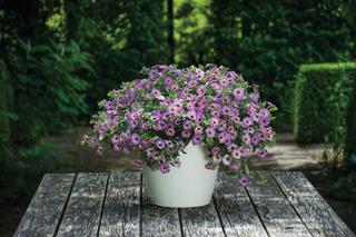 Calibrachoa Chameleon Plum Cobbler