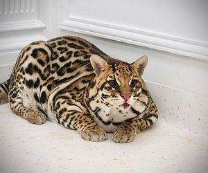 Dziki kot u weterynarza.