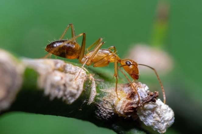 Inwazja plujących kwasem szalonych mrówek. Zabijają zwierzęta, zagrażają ludziom. 