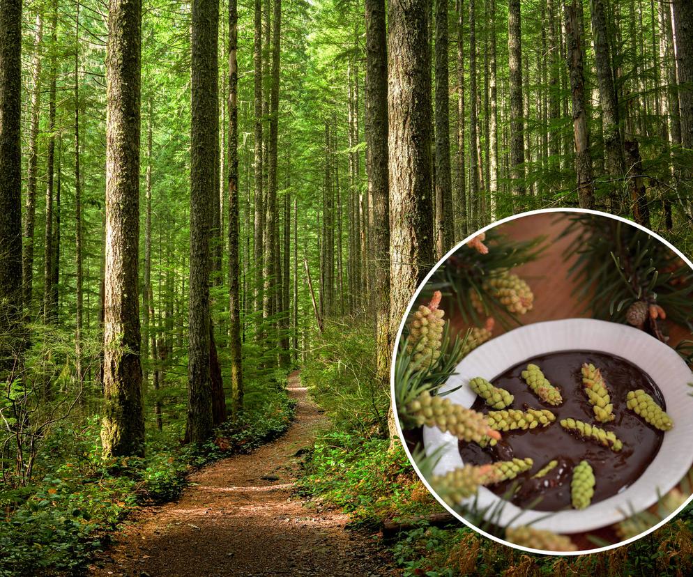  Sosnersy: nietypowe dary lasu. Leśnicy zachwalają niebanalną wiosenną przekąskę