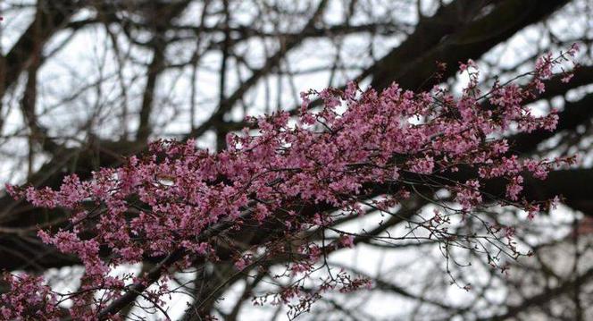 Wiśnia 'Okame', Prunus 'Okame'