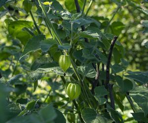 Miechunka peruwiańska