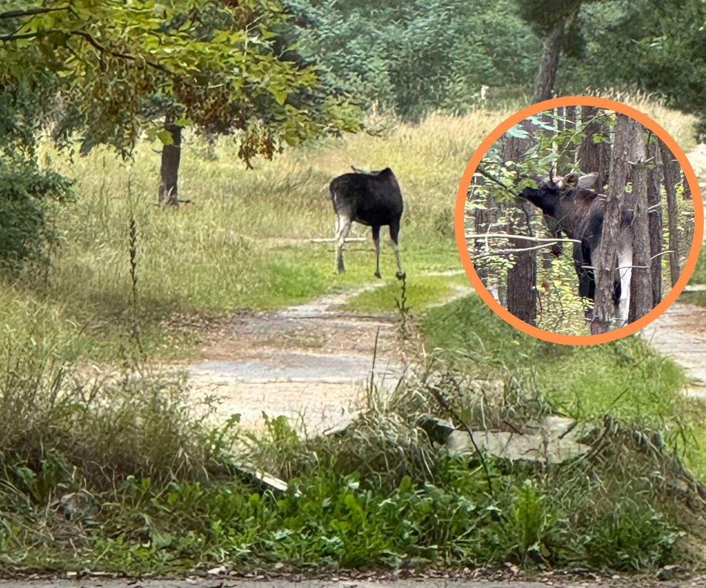 Tutaj mieszkają łosie od kilku lat. Nawiedzają mieszkańców