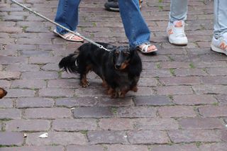 Zlot jamników w Toruniu