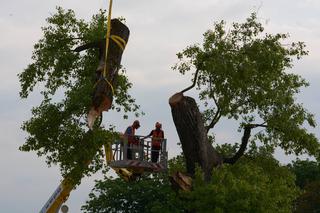 Baobab został wycięty