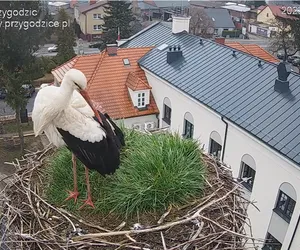 Przygodzice! Jest lokator słynnego gniazda z kamerą. Zostanie na stałe?