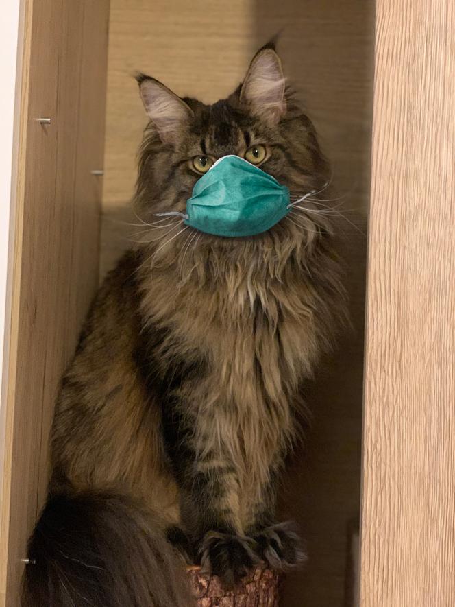 Jak zadbać o kota w czasie epidemii? Zwierzak uchroni przed koronawirusem? [ZDJĘCIA]