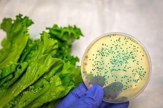 Salmonella już się panoszy. Jak zminimalizować ryzyko zachorowania