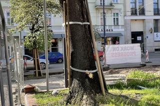 Społecznicy sprawdzili, co się dzieje ze starymi drzewami podczas rewitalizacji placu Wolności 