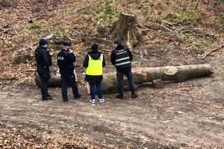 Konar drzewa przygniótł troje małych dzieci. Trwa akcja strażaków