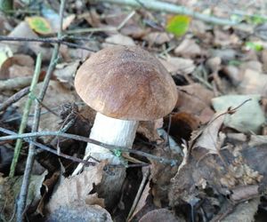 Grzyby, grzybobranie w okolicach Siedlec