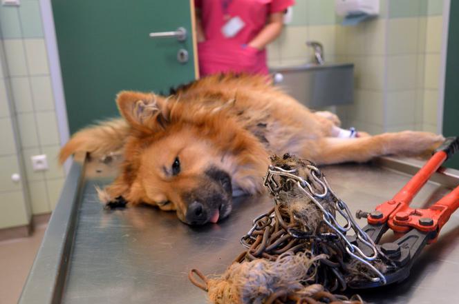Flesz z Podkarpacia: Pies uratowany przed śmiercią w męczarniach