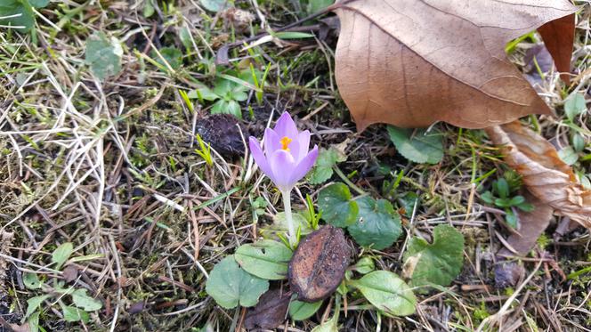 Natura budzi się do życia! W Ogrodzie Botanicznym UKW czuć już wiosnę! [ZDJĘCIA]