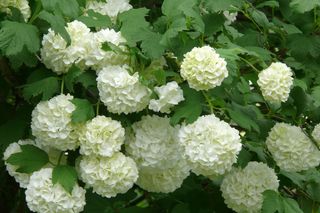 Kalina koralowa 'Roseum' - Viburnum opulus 'Roseum'