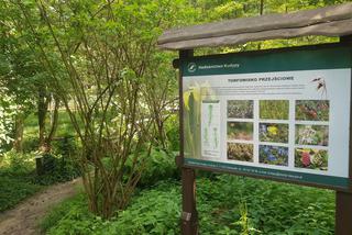 Leśne Arboretum Warmii i Mazur w Kudypach