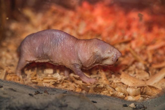 "Szablozębne kiełbaski" z wrocławsiego zoo. Poznajcie golców! [ZDJĘCIA]