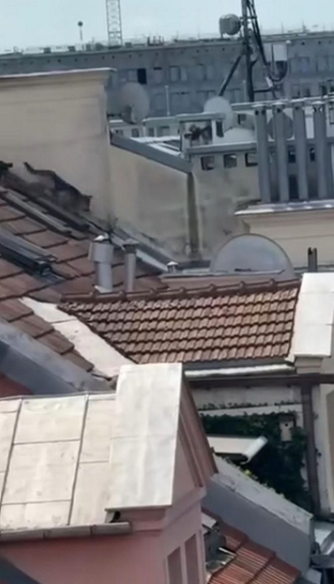 Niezwykła akcja strażaków na Nowym Świecie. Pies hasał po dachu kamienicy