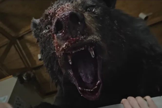 Cocaine Bear - film o naćpanym niedźwiedziu trafi do polskich kin! Ta historia wydarzyła się naprawdę