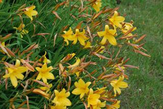 Liliowiec żółty - Hemerocallis flava