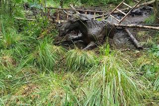 Los po uszy w bagnie