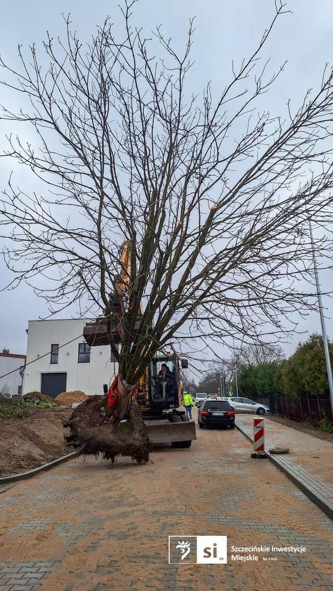 Kasztanowiec trafił na środek ronda