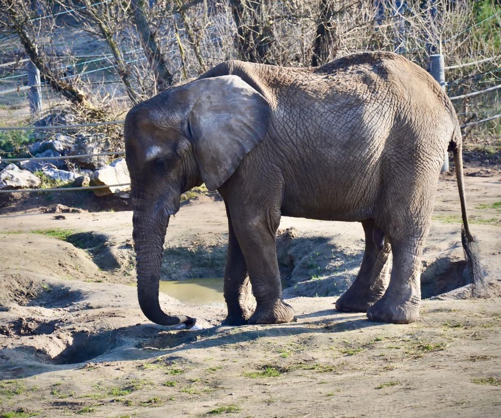 Słonie w żałobie po utracie Kingi. „Wyraźnie czują, że coś się stało”
