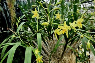 Ten kwiat używany był do rzucania klątw