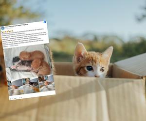 Ktoś porzucił kocięta w rowie. Maluchy były zamknięte w pudełku