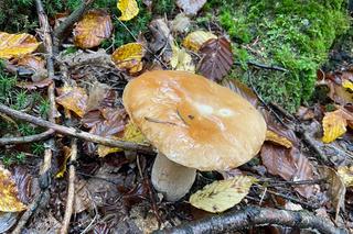 Trwa wysyp grzybów w woj. lubelskim