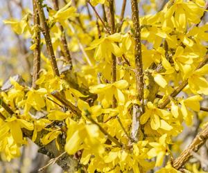Forsycja zwisła - Forsythia suspensa