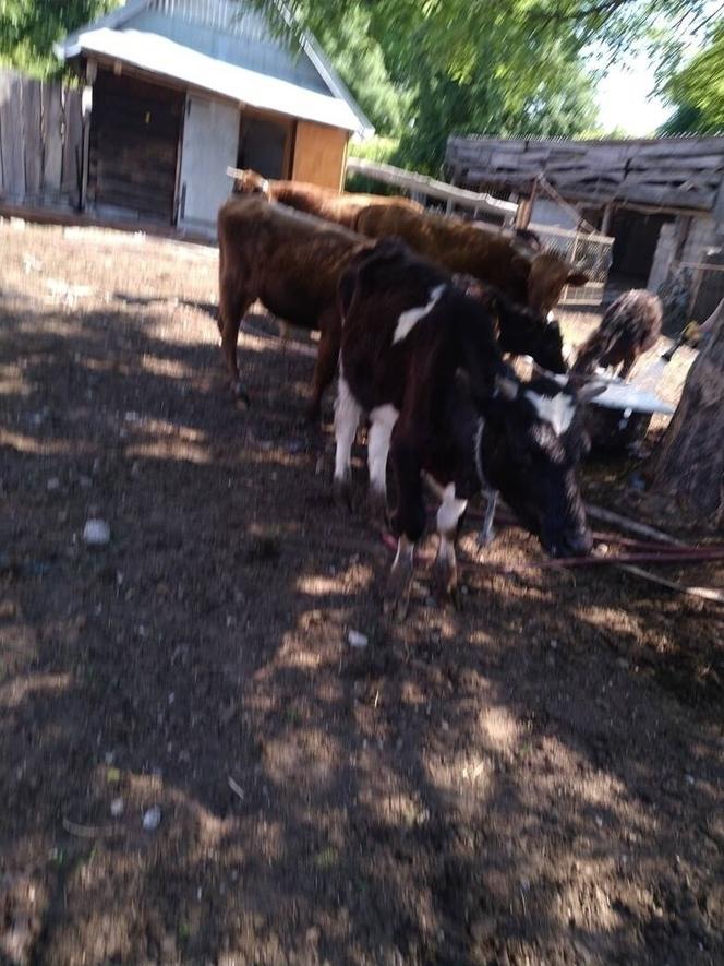 Suraż: stado krów, nad którymi znęcał się właściciel