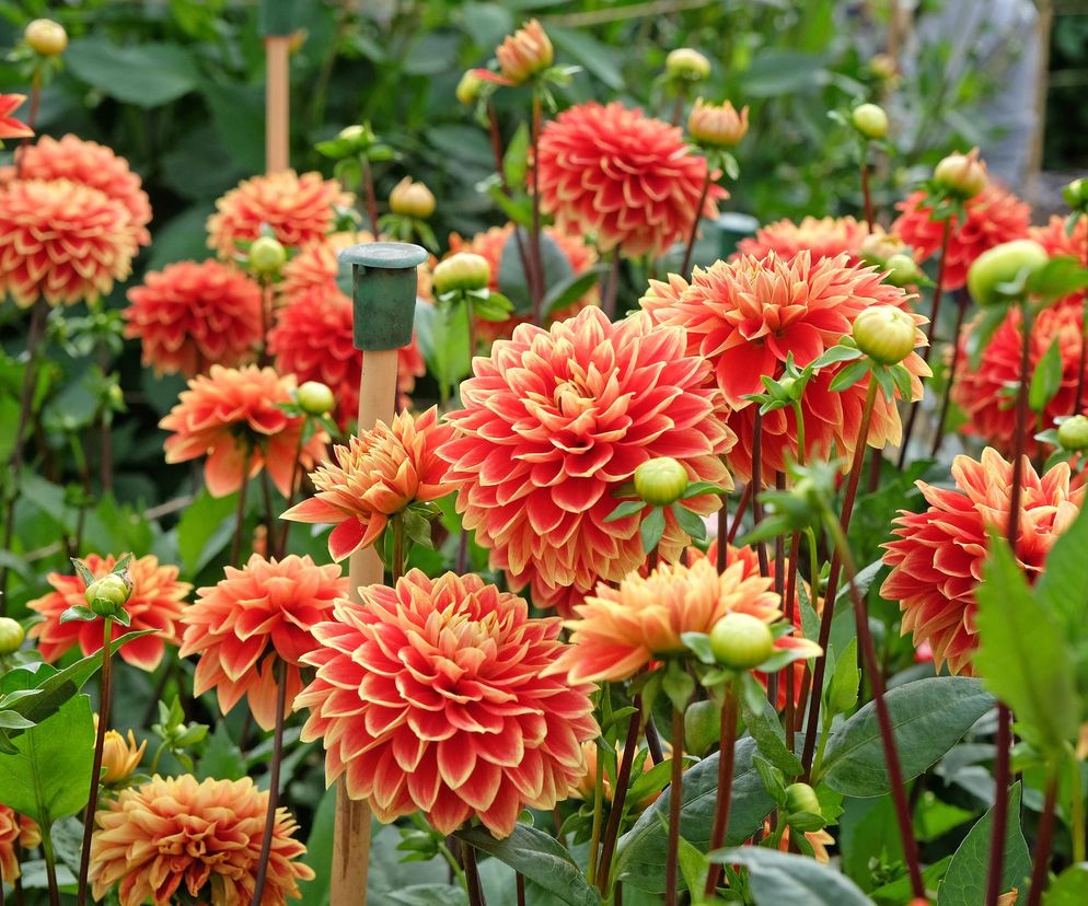 Dalia ogrodowa - Dahlia × cultorum. Sadzenie, uprawa i odmiany