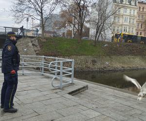 Zbłąkany łabędź wybrał się na spacer po jarmarku we Wrocławiu. „Szukał świątecznego nastroju”