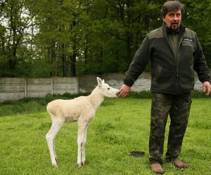 Niezwykle rzadki okaz odnaleziony w Puszczy Kampinoskiej. Białego łosia porzuciła swoja matka