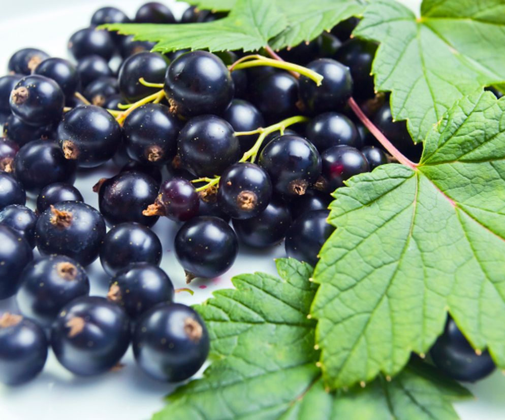 CZARNE PORZECZKI - właściwości zdrowotne. 
 W jakich dolegliwościach pomagają czarne porzeczki?