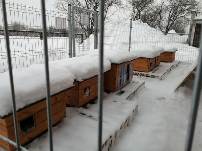 Cztery nowe oazy dla kotów w Suwałkach [ZDJĘCIA]