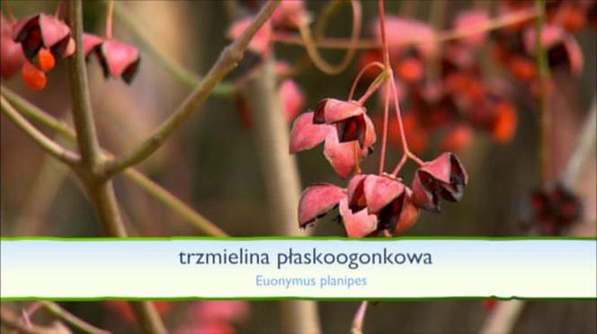 Jesień w ogrodzie: jakie rośliny upiększą nasz ogród jesienią?