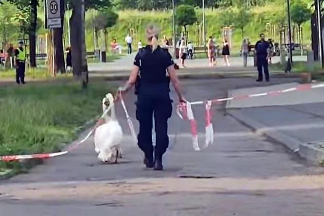 Policjanci z Piekar Śląskich pomogli łabędziej rodzinie