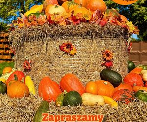 Farma Dyniowa Ruda Śląska
