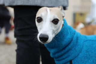 Na tym spacerze rządziły charty! Tak Lubelska Chartoterapia zagrała dla WOŚP