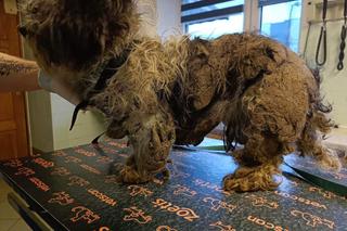 Filipek walczy o zdrowie i życie. Gdy go odbierano, nawet kształtem nie przypominał psa