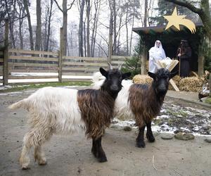 Żywa szopka znów pojawi się w zoo w Krakowie. Będzie dostępna przez dwa dni