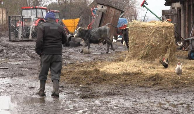 Rolnicy. Podlasie. Gorąco w Plutyczach. Gienek i Sławek próbowali zagonić cielaki do obory