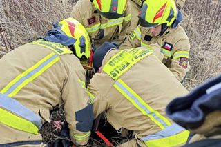 Strażacy uratowali sarenkę