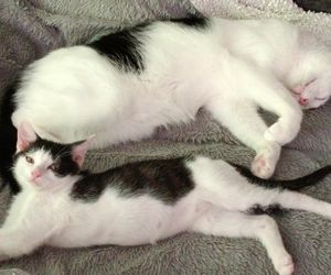 Tramwajowe koty szukają domu. Fabryka Mruczenia, mały Duńczyk i spółka polecają się do adopcji.