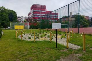 Ogród deszczowy przy SP 13 w Raciborzu