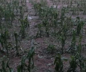Zniszczone plantacje warzyw i owoców na Dolnym Śląsku. To był prawdziwy armagedon 